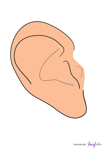 Urechea - Fisa organele senzoriale
