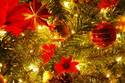 O Christmas Tree!