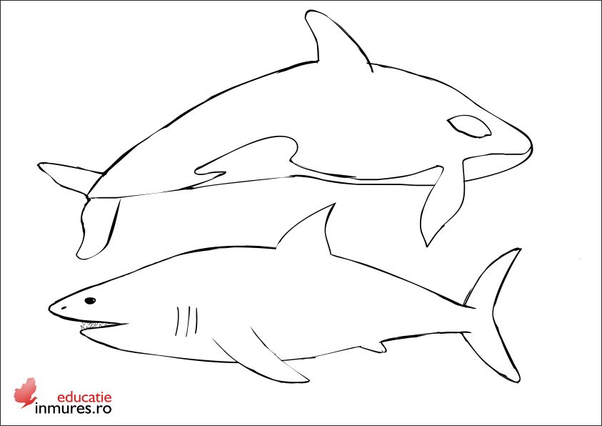Plansa de colorat cu rechin si balena