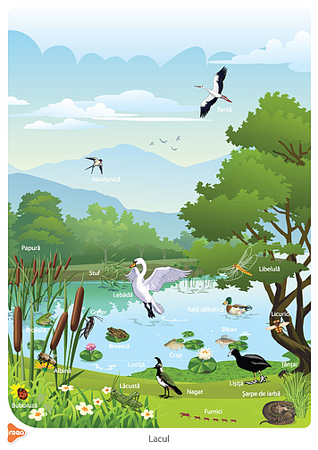 Ilustrație - Lacul fauna și vegetația