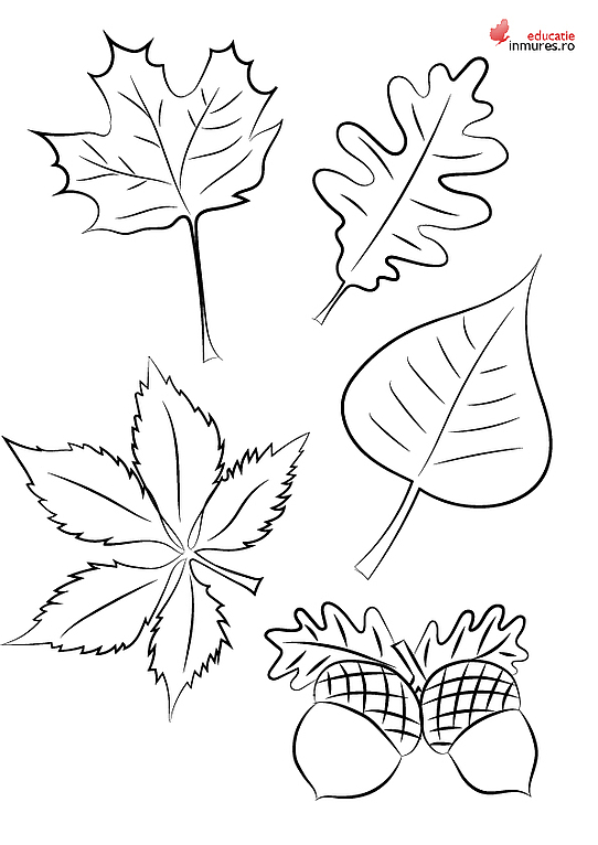 Plansă de colorat cu frunze de toamnă