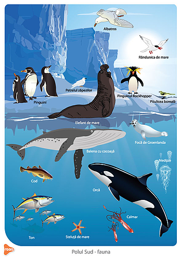 Polul-Sud - Ilustrație cu fauna de Polul Sud