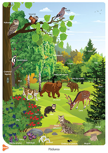 Ilustrație - Pădurea fauna și vegetația