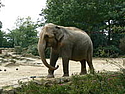 Elefantul - ghicitoare